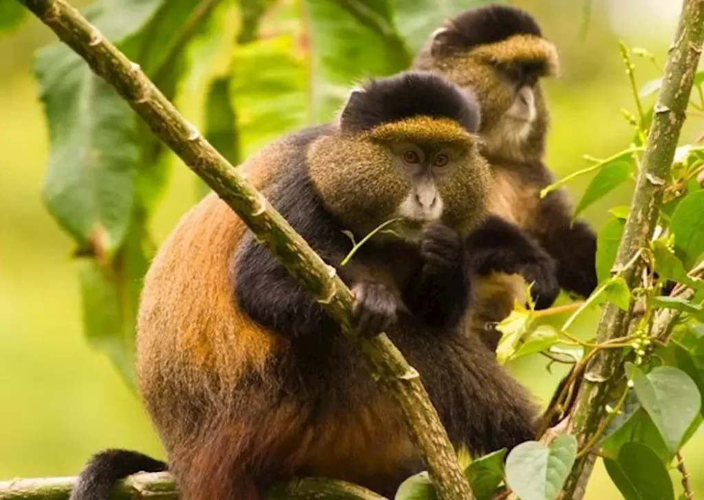 448274-golden-monkeys-volcanoes-national-park