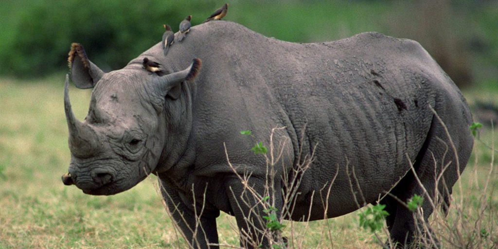 Rhinos-in-Ziwa-1536x768 (1)