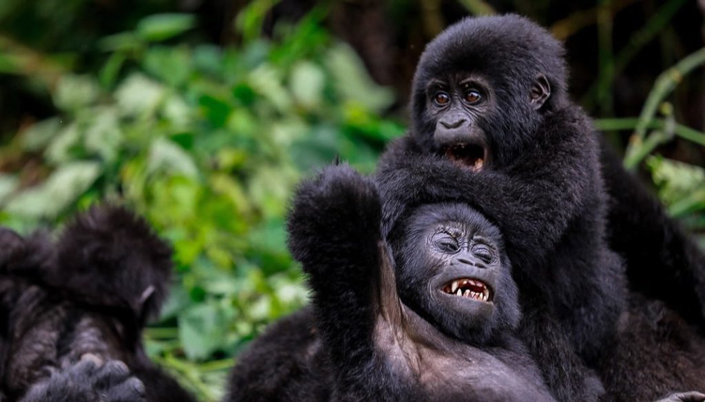 baby-gorillas-1