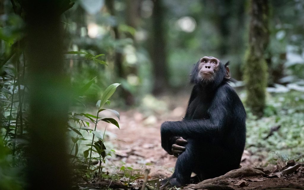 chimpanzee-trek-uganda