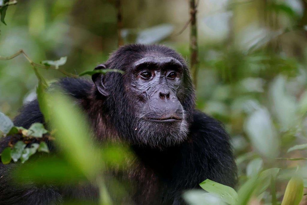 chimpanzee-trekking-in-nyungwe-national-park