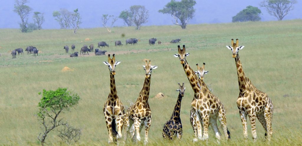giraffe-parade-in-Kidepo