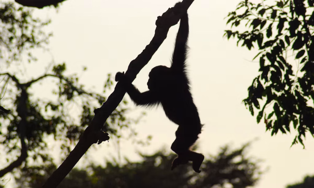 EU-Kibale-Chimpanzee