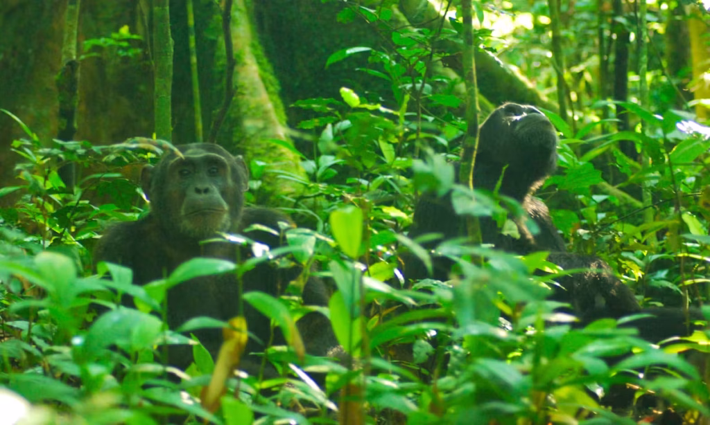 EU-Kibale-Chimpanzee-6