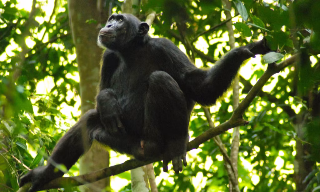 EU-Murchison-Falls-1