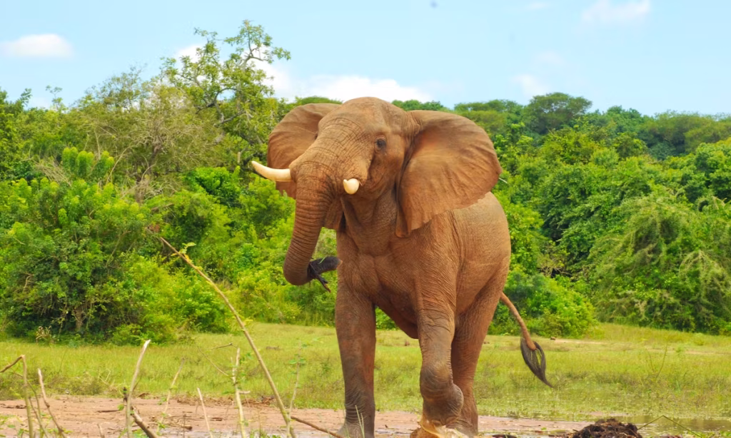 EU-Murchison-Falls-16-1