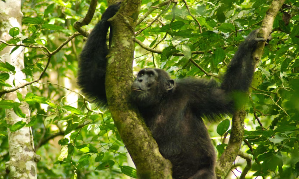 EU-Murchison-Falls-8